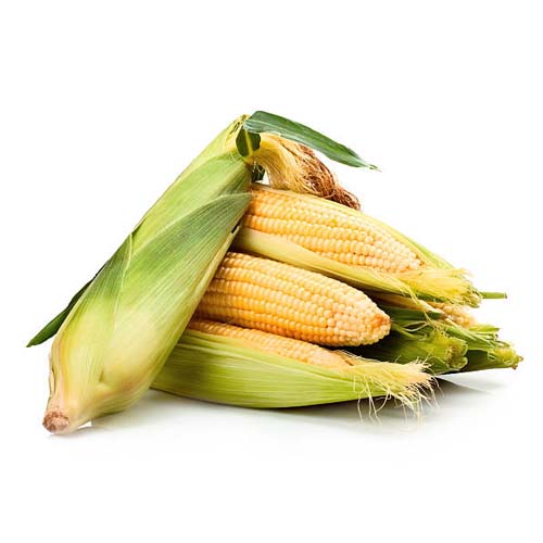 Sweet Corn